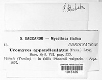 Uromyces appendiculatus image